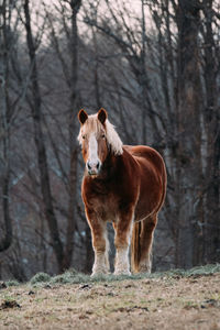 Portrait of horse in forest