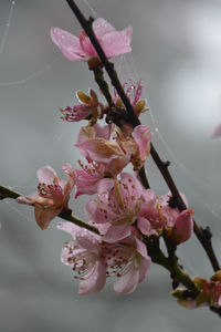 Close-up of pink flowers on branch