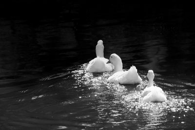Swan swimming in lake