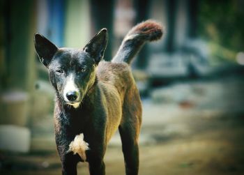 Close-up portrait of dog standing outdoors