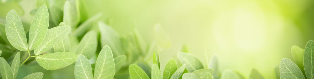 Close-up of plants growing on field