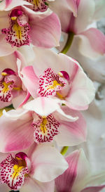 Full frame shot of pink flower