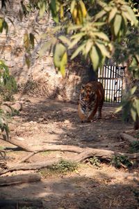 Bengal tiger walking at zoo