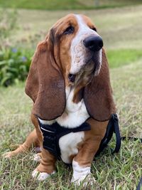 Close-up of dog looking away on field -  blues in the park