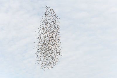 Low angle view of frozen plant against sky