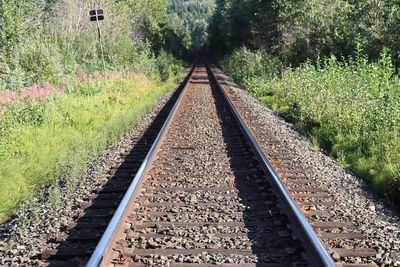 Surface level of railroad track along trees