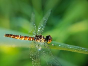 Close-up of insect on leaf