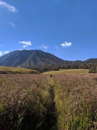 Scenic view of field against sky