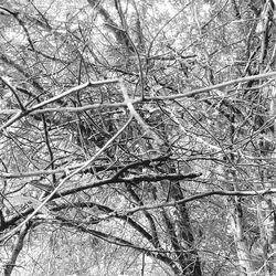 Low angle view of bare trees in forest during winter