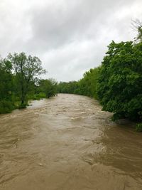 Scenic view of river amidst trees against sky