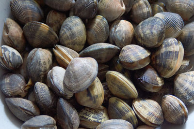 Full frame shot of snails