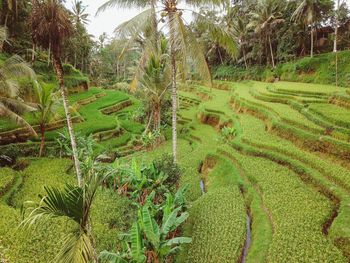 Scenic view of agricultural field