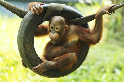 Cute orangutan sitting in wheel outdoors