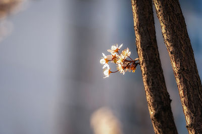 Sunlight shining on cherry blossoms and a tree branch taken close up in seoul, south korea.