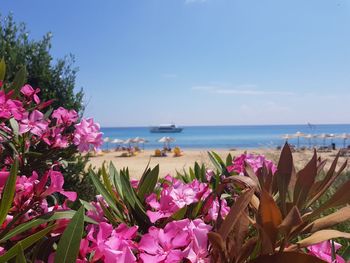 Close-up of pink flowering plants by sea against sky