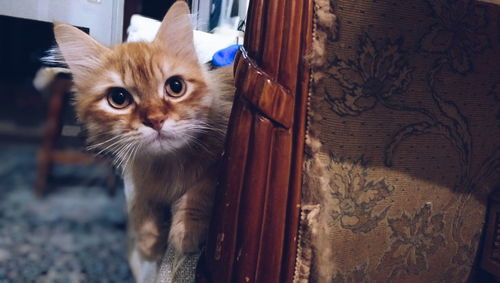 Portrait of ginger cat at home