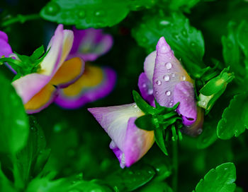 Close-up of wet purple flowering plant