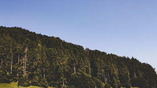Trees in forest against clear sky