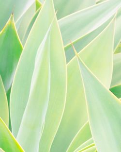 Full frame shot of green leaves