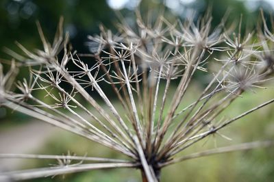 Close-up of plant