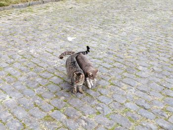 High angle view of duck on footpath by street