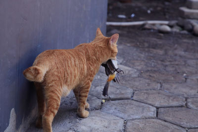 Full length of a cat standing on footpath