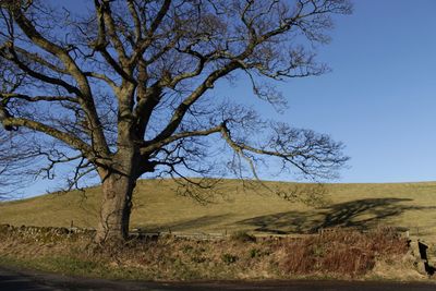 Bare tree on landscape against clear blue sky