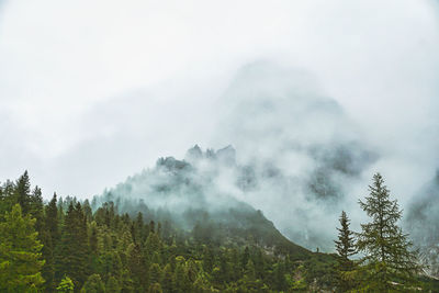 Scenic view of pine trees against sky