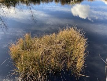 Close-up of grass by sea against sky