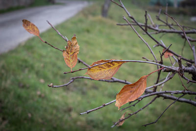 Close-up of dried leaves on plant during autumn