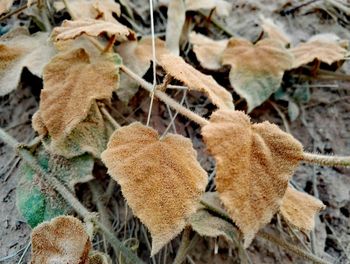 Close-up of plants