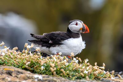 Close-up of bird perching on a plant