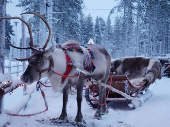 Reindeer on snow field against sky