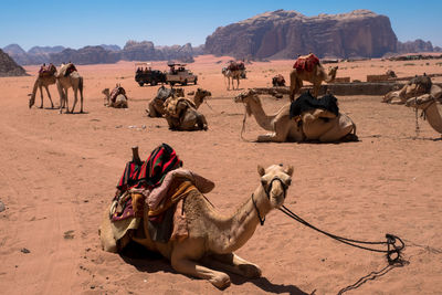 Camels relaxing at desert