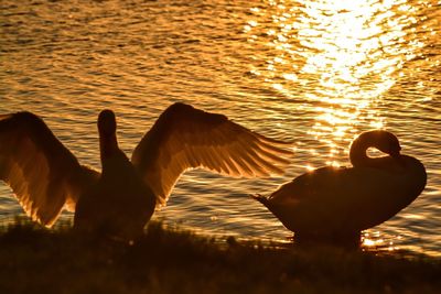 Swans swimming on lake during sunset