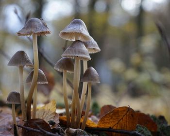 Close-up of mushrooms growing on land