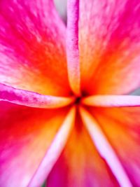 Macro shot of pink flower