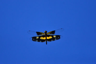 Low angle view of butterfly flying against blue sky