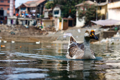 Close-up of duck swimming in water