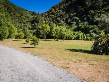 Road passing through forest
