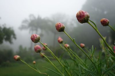 Close-up of flowering plant