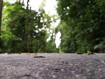 Close-up of insect on tree