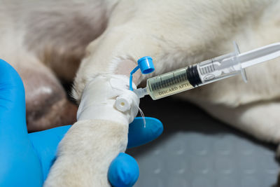 Iv treatment in dog