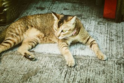 Cat lying on bed