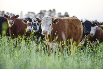 Cows on field