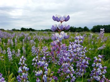 Close-up of purple lavender flowers on field against sky