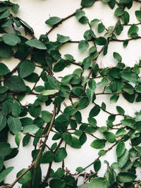 Close-up of ivy on wall