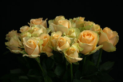 Close-up of roses blooming against black background