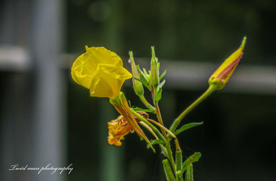 Close-up of yellow flowering plant