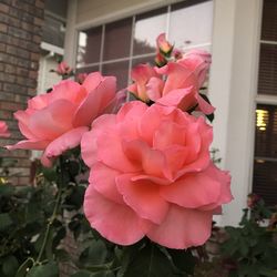 Close-up of pink roses